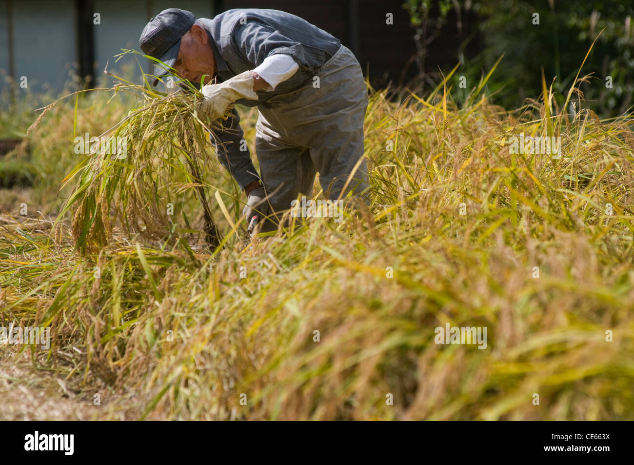 Japanese Farmer High Resolution Stock Photography and Images Alamy