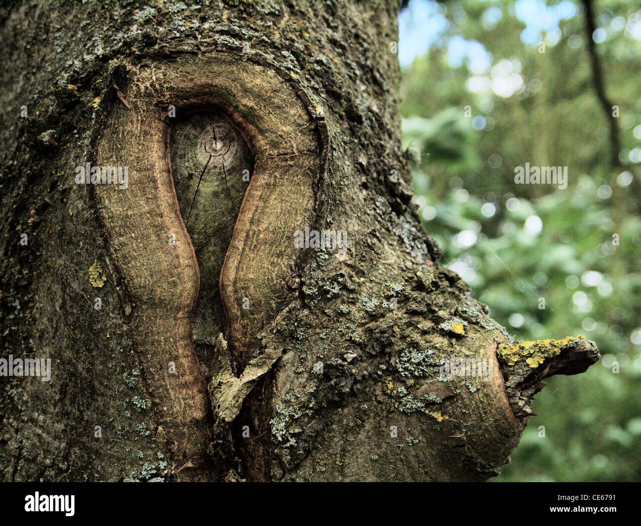 tree bark face impression Stock Photo Alamy