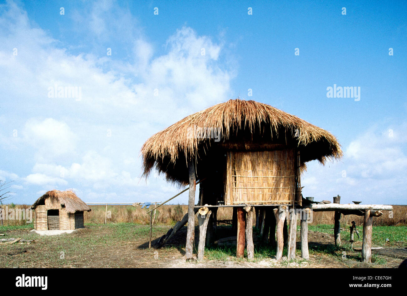 House on stilts ; Kaziranga national park ; Assam ; India Stock Photo
