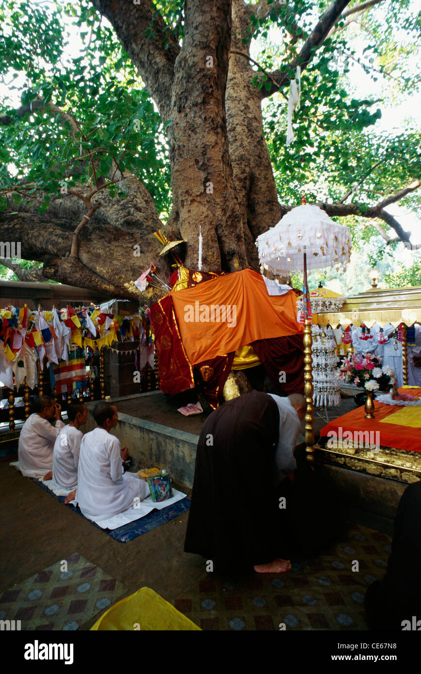 Sacred Bodhi tree ; Bodhgaya ; Bihar ; India Stock Photo