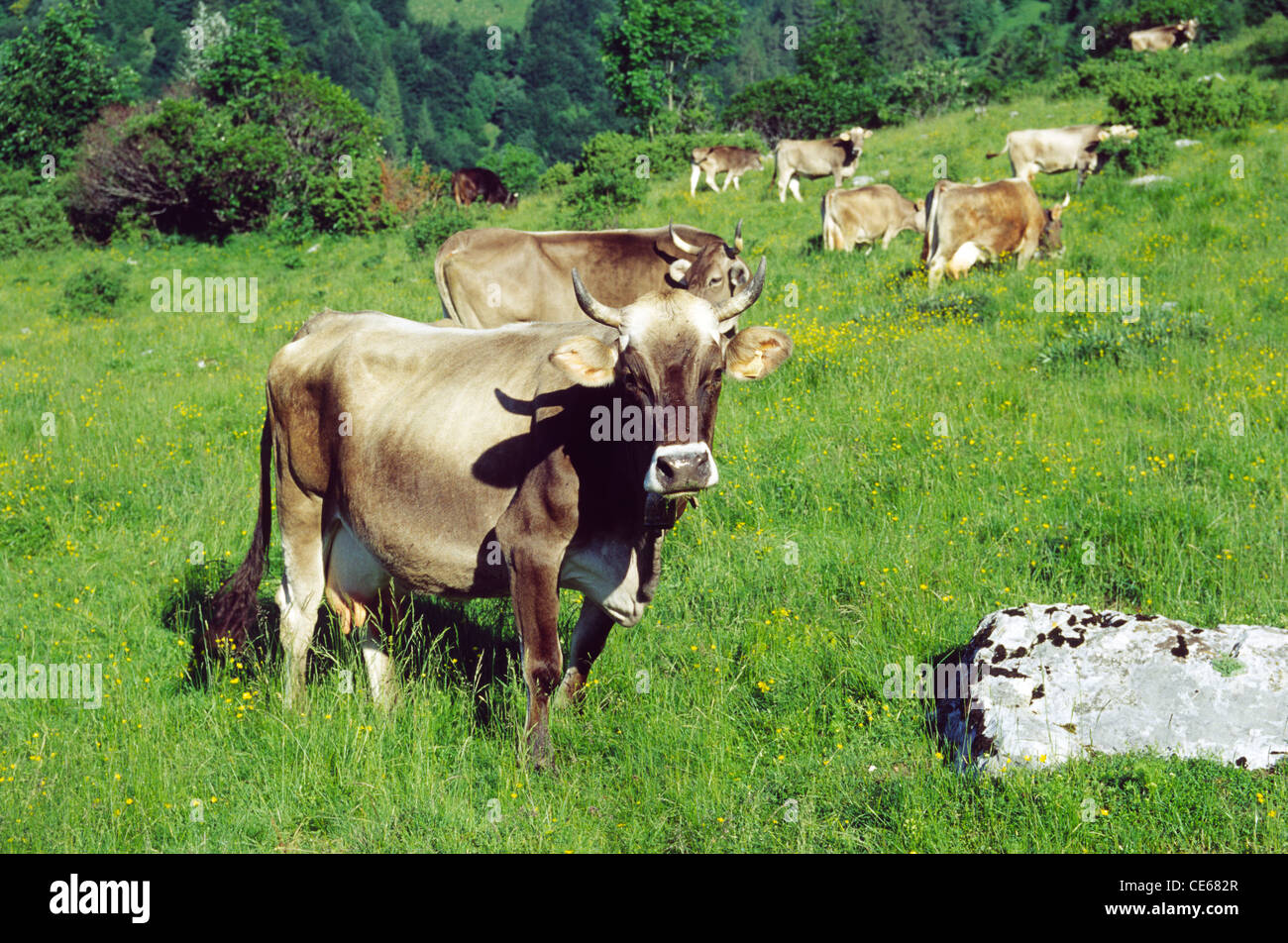 Dairy cow on grassy hillside, near Kobarid, Primorska, Slovenia. Stock Photo