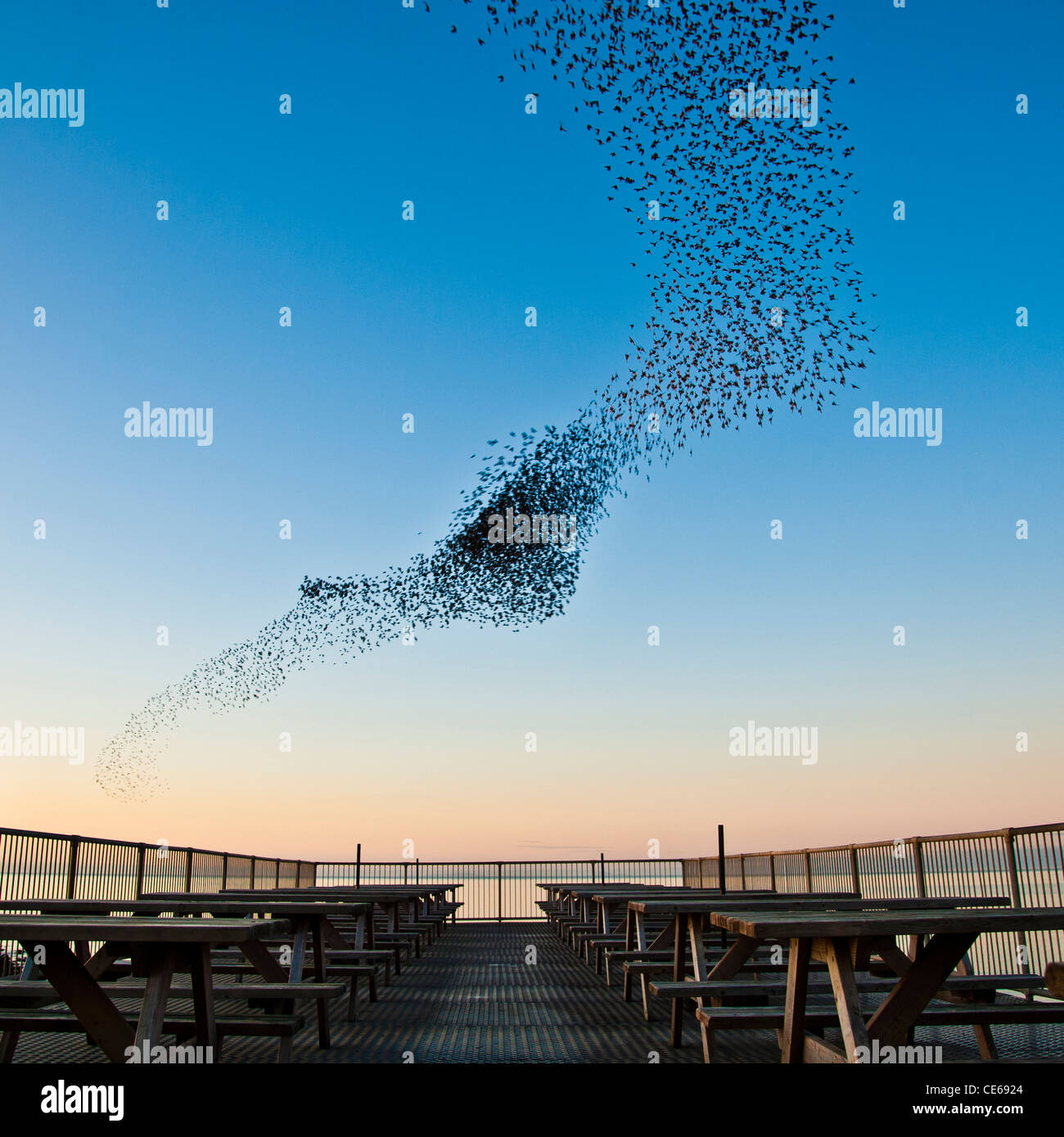 A murmuration (flock ) of starlings at sunset, making a shape pattern in the sky, Aberystwyth Wales UK Stock Photo