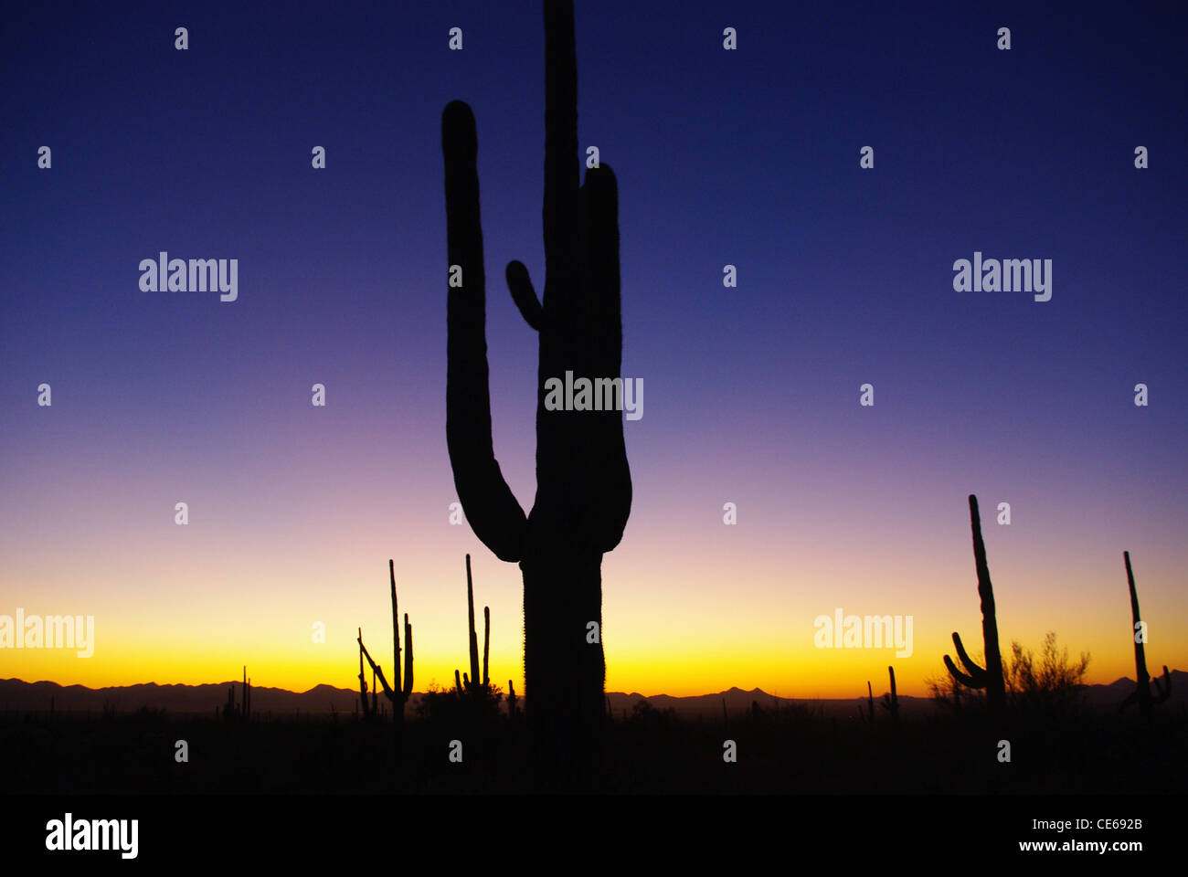 Arizona sunset with saguaros Stock Photo - Alamy