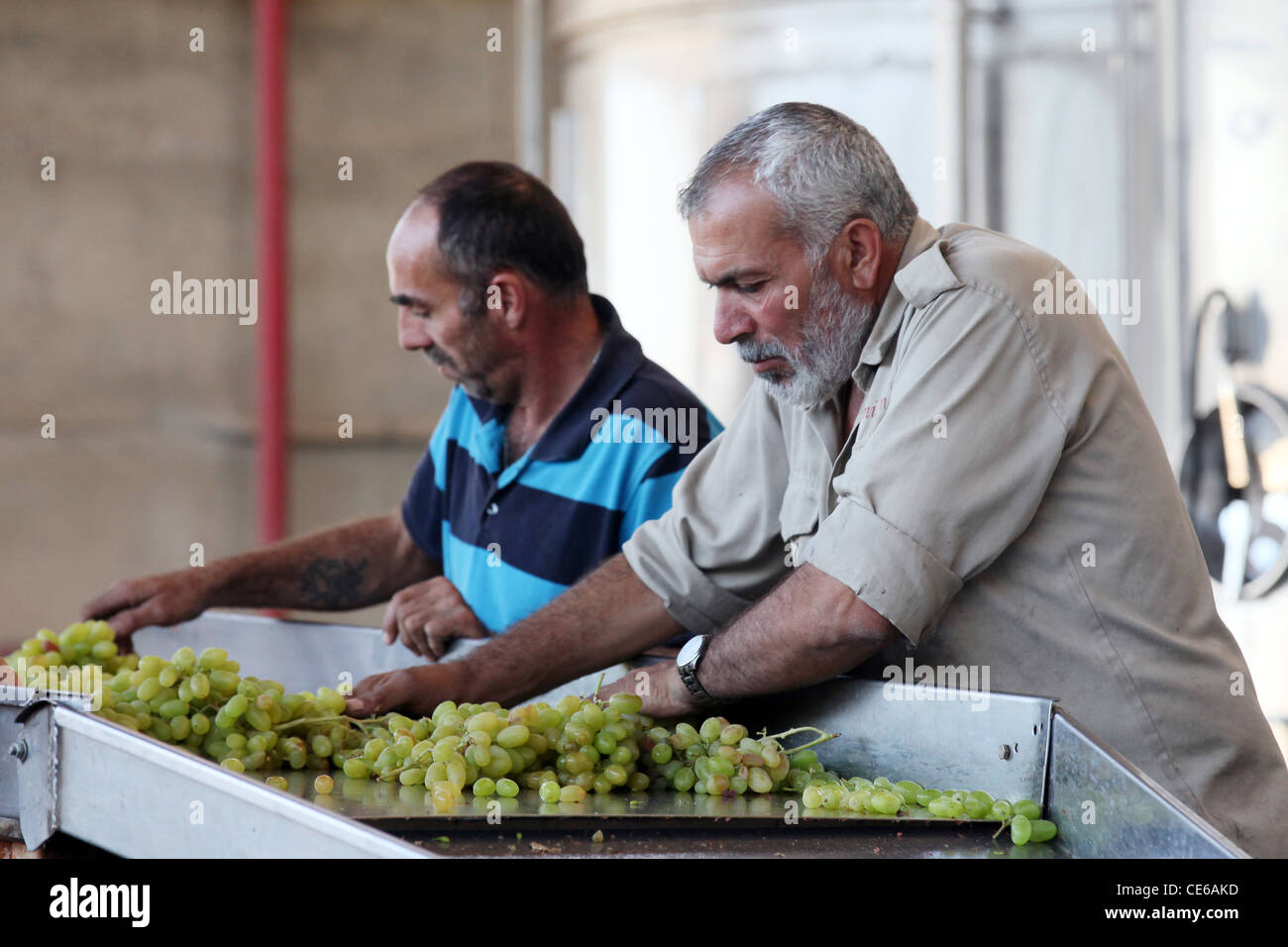 Workers in the Cremisan Winery operated and managed by the Salesian Don Bosco Congregation. Beit Jala near Bethlehem, Palestine Stock Photo