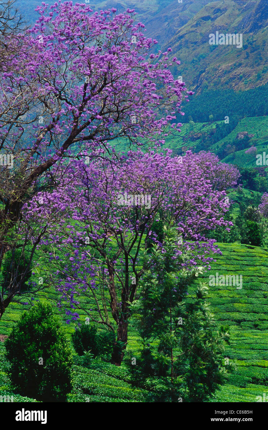Flowering tree ; Jacaranda ; mimosifolia Bignoniaceae ; Jacaranda mimosifolia ; Bignoniaceae ; Munnar ; Kerala ; India ; Asia Stock Photo