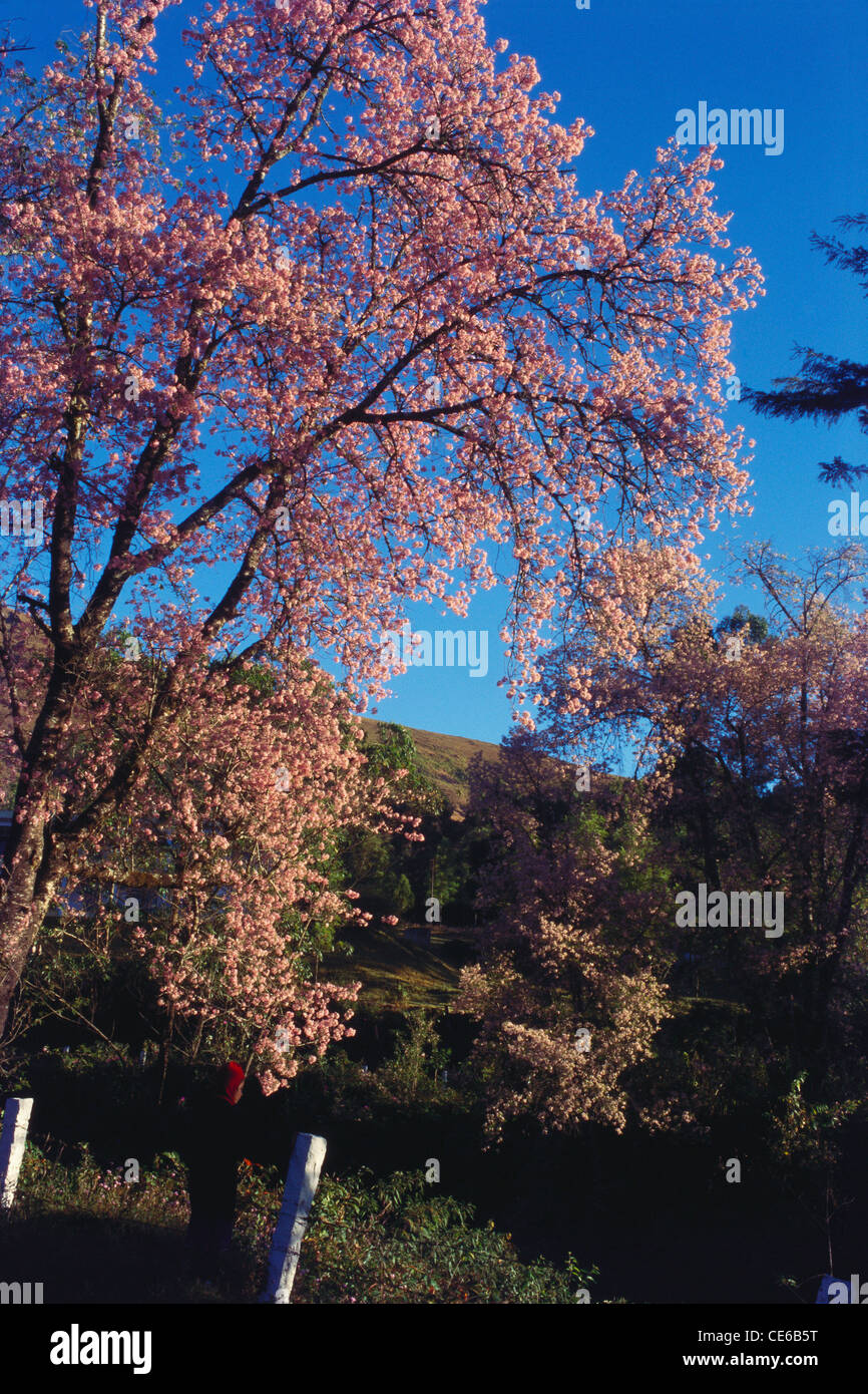 Jacaranda ; Jacaranda flowering tree ; Munnar ; Kerala ; India ; asia Stock Photo Alamy