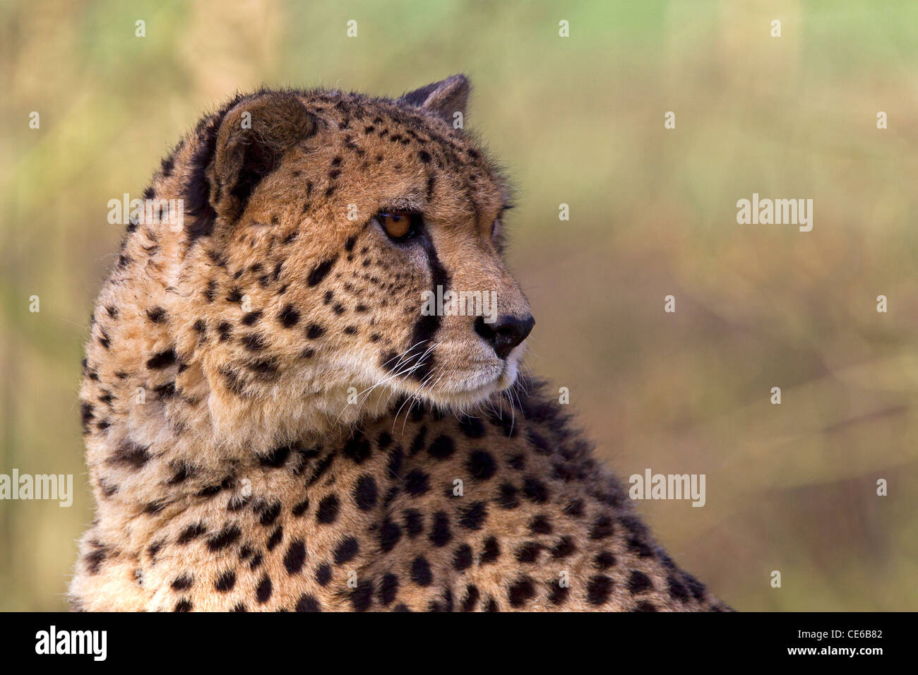 Cheetah Acinonyx jubatus portrait Stock Photo