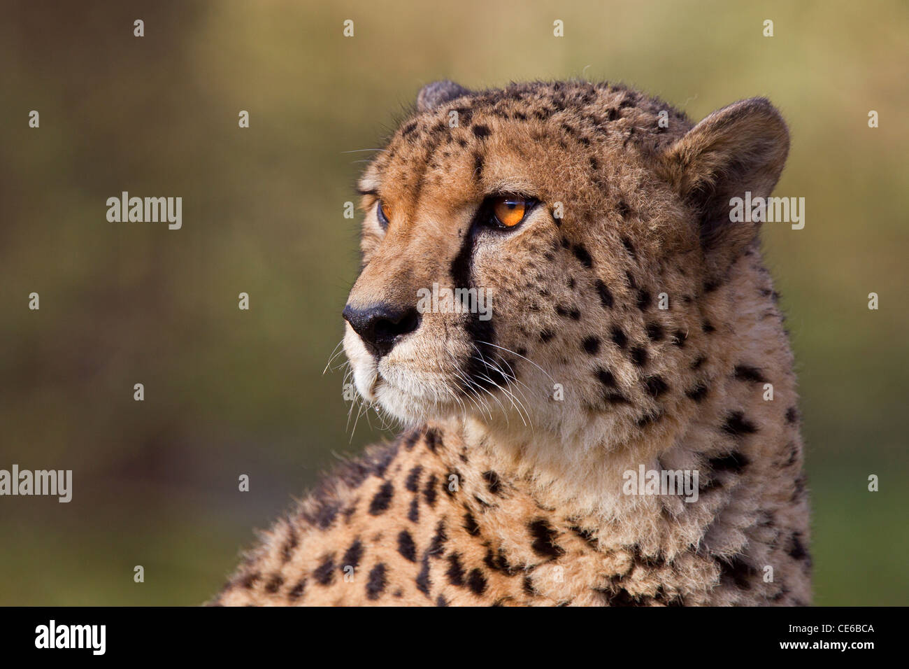 Cheetah Acinonyx jubatus portrait Stock Photo