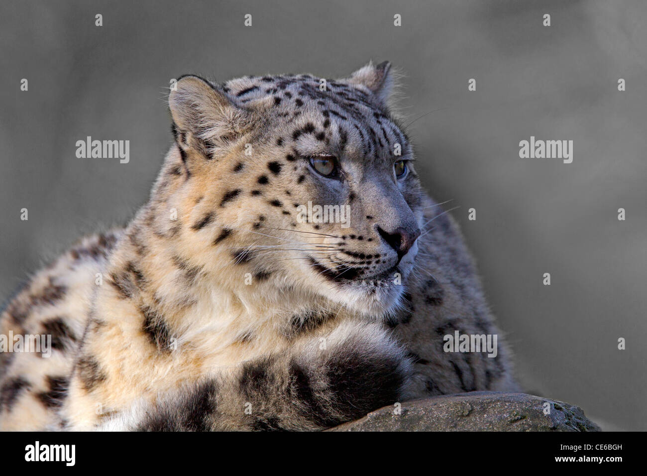 Snow Leopard panthera uncia adult Stock Photo
