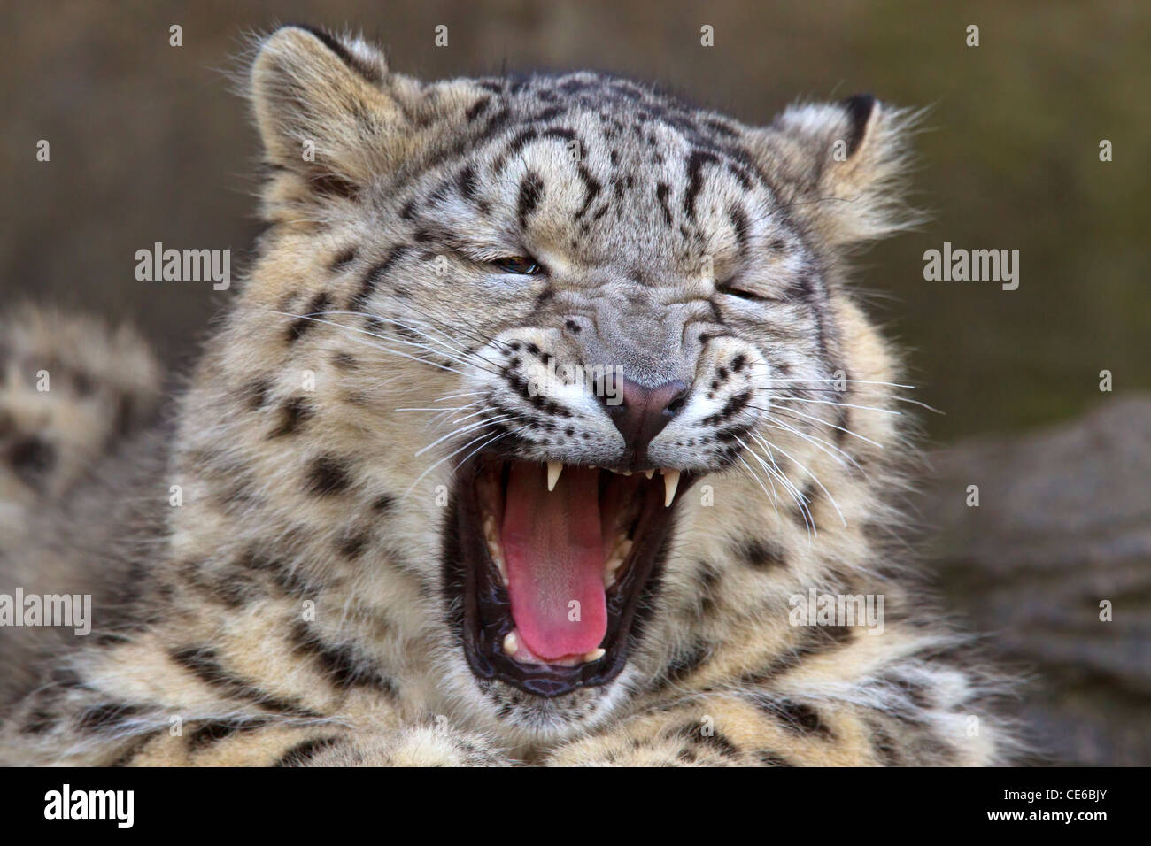 Snow Leopard cub yawning Stock Photo