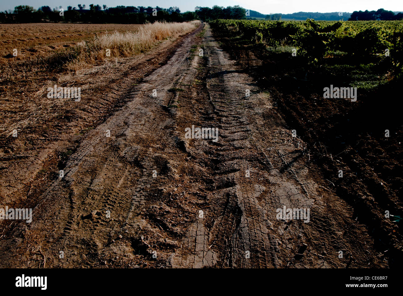 Country track between fields,rutted by tractor tires,France. Stock Photo