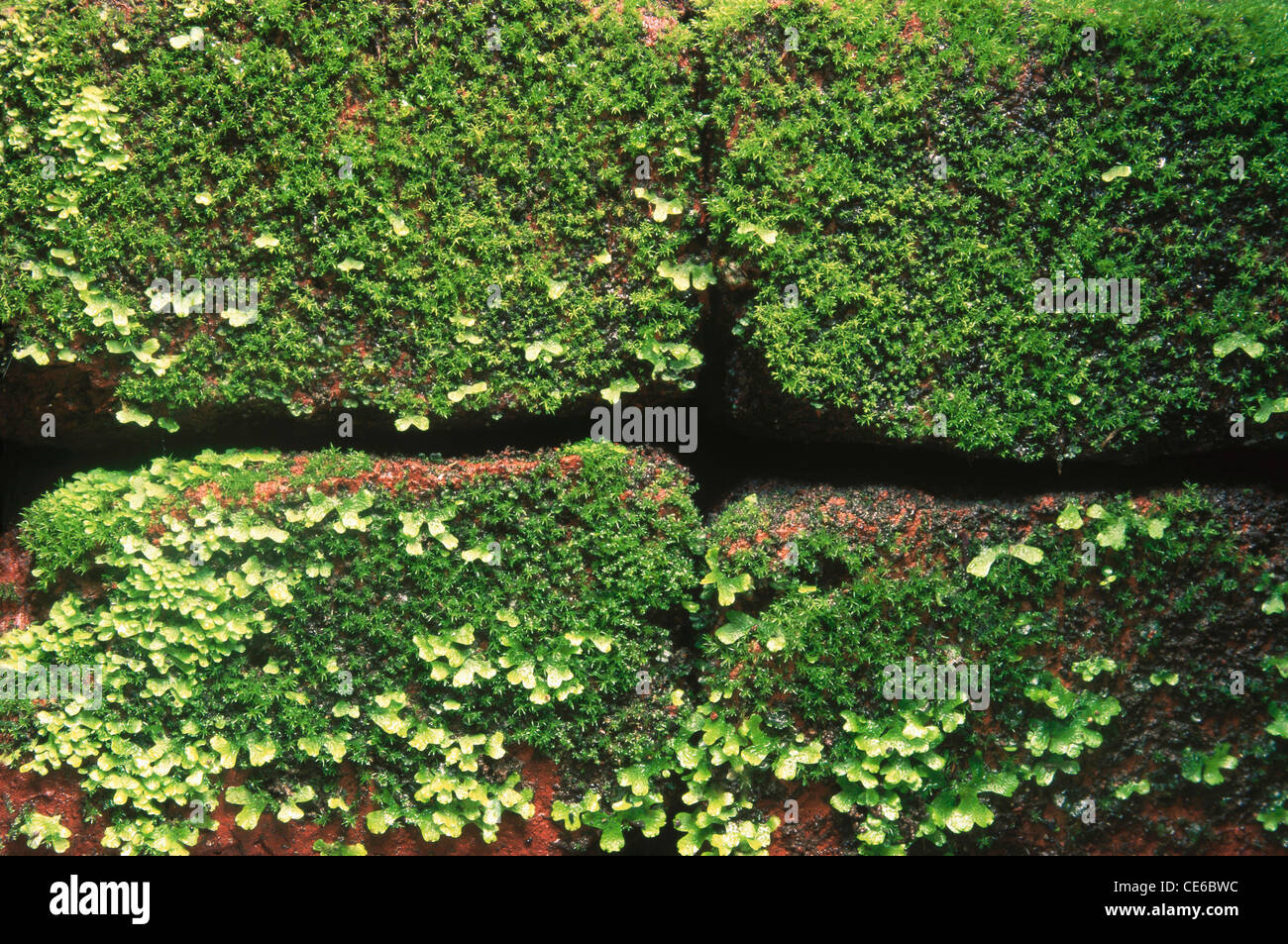 Green moss on bricks ; Stock Photo