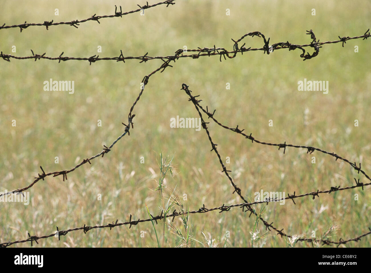 broken barbed wire fence Stock Photo 43167014 Alamy
