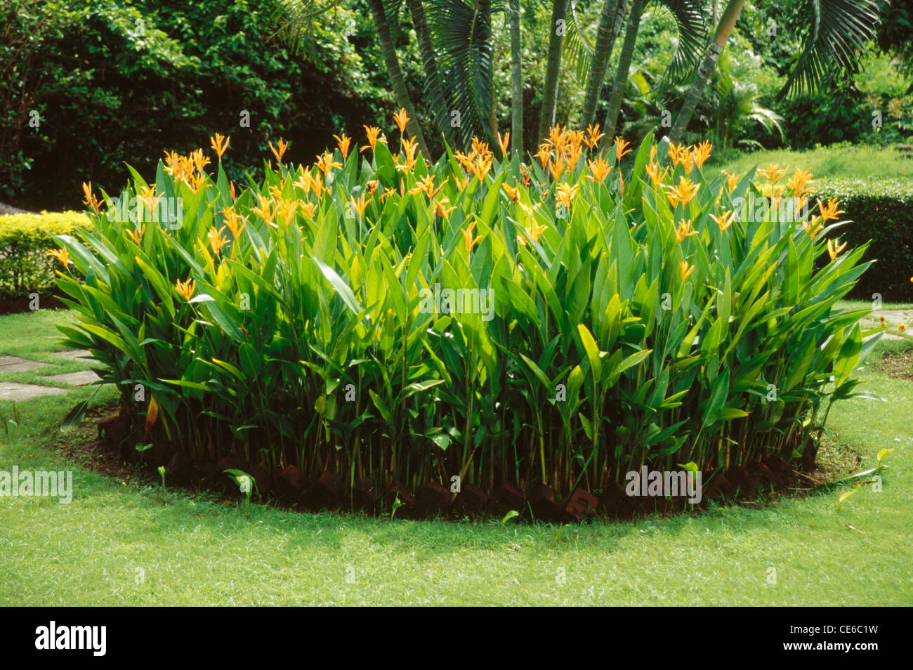 Bird of Paradise flowers circle in garden ; botanical garden