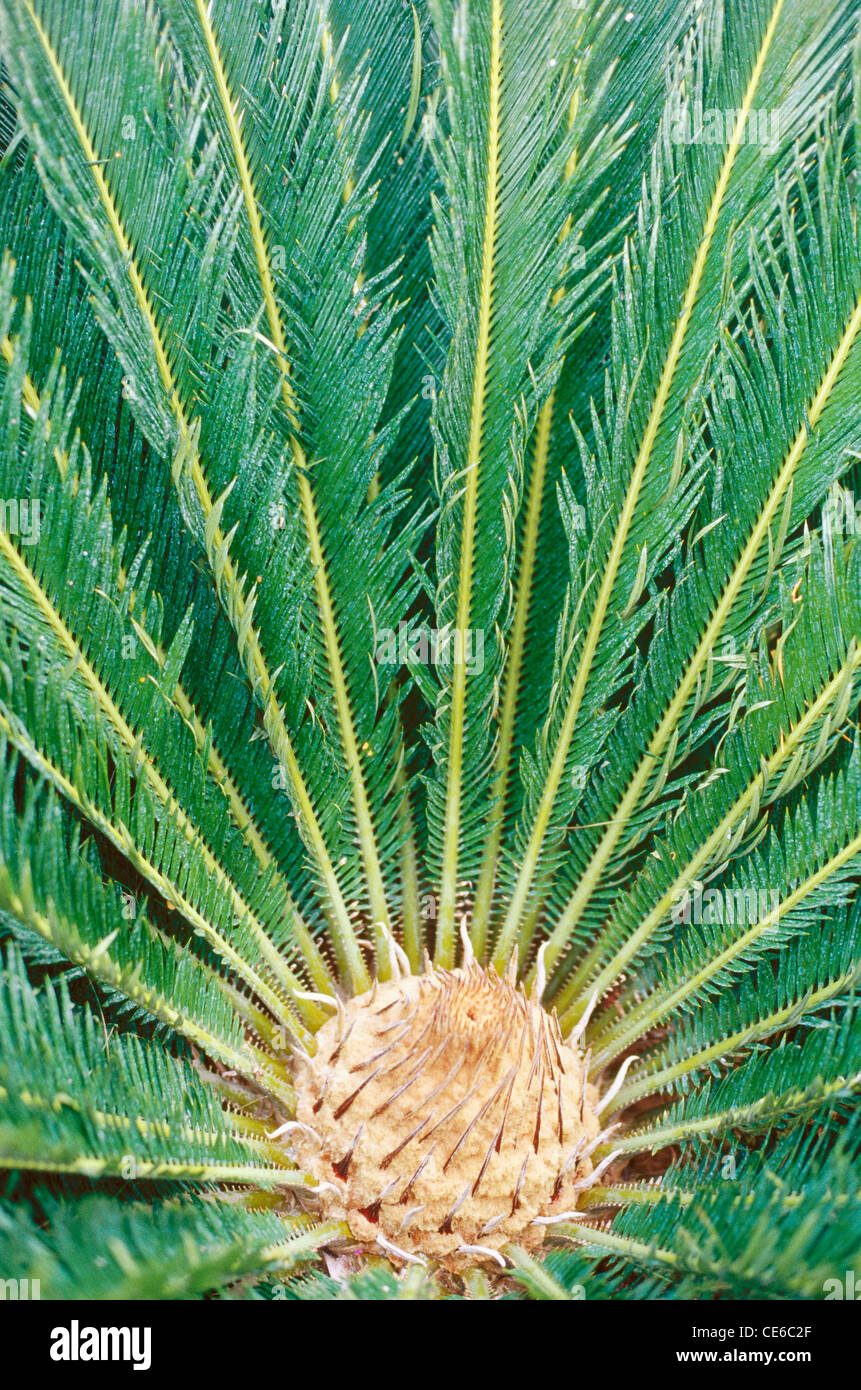 Cycas tree ; Cycadophyta ; Cycad plant ; Cycadopsida ; Cycadaceae ; Plantae ; Stock Photo
