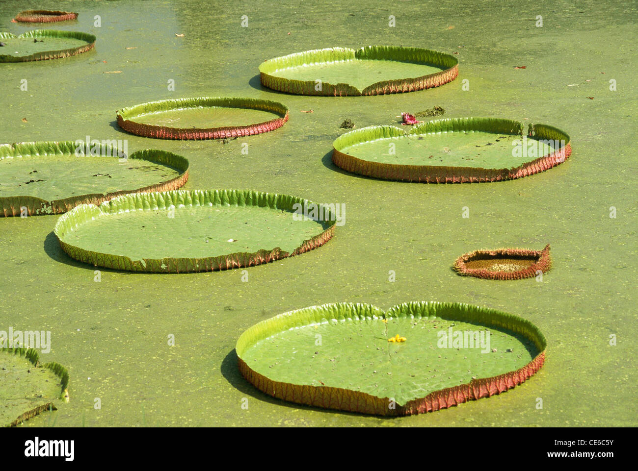 Great water lily ; Acharya Jagadish Chandra Bose Indian Botanic Garden
