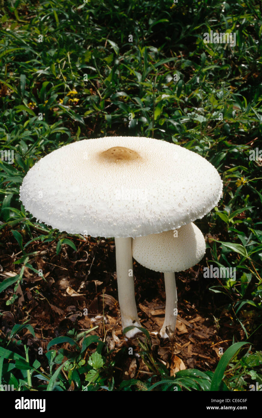 Wild mushroom ; toadstool ; fungus ; Stock Photo