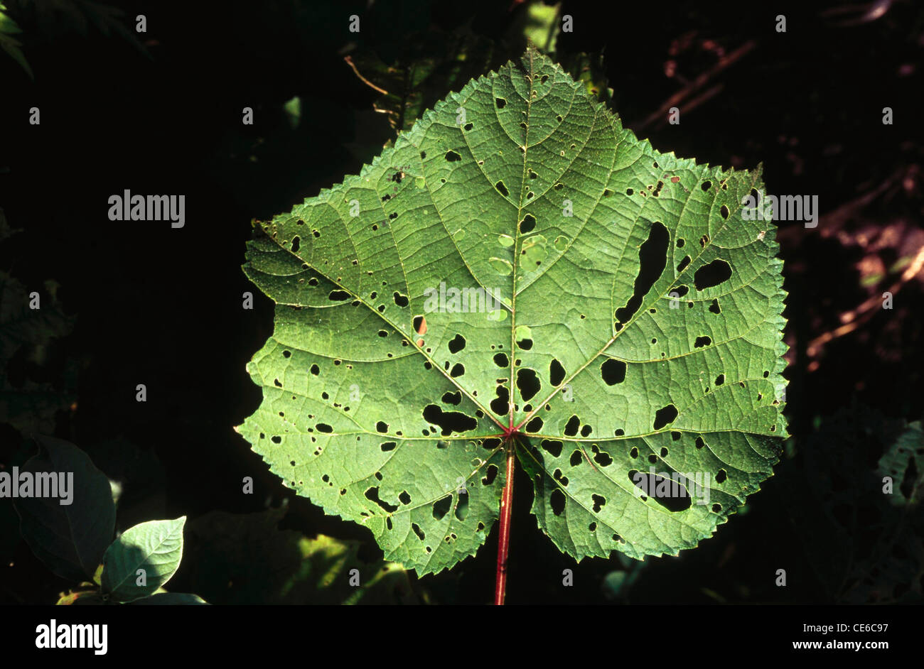 green leaf nibble eaten by worms insects ; baneshwar ; pune ; maharashtra ; india Stock Photo