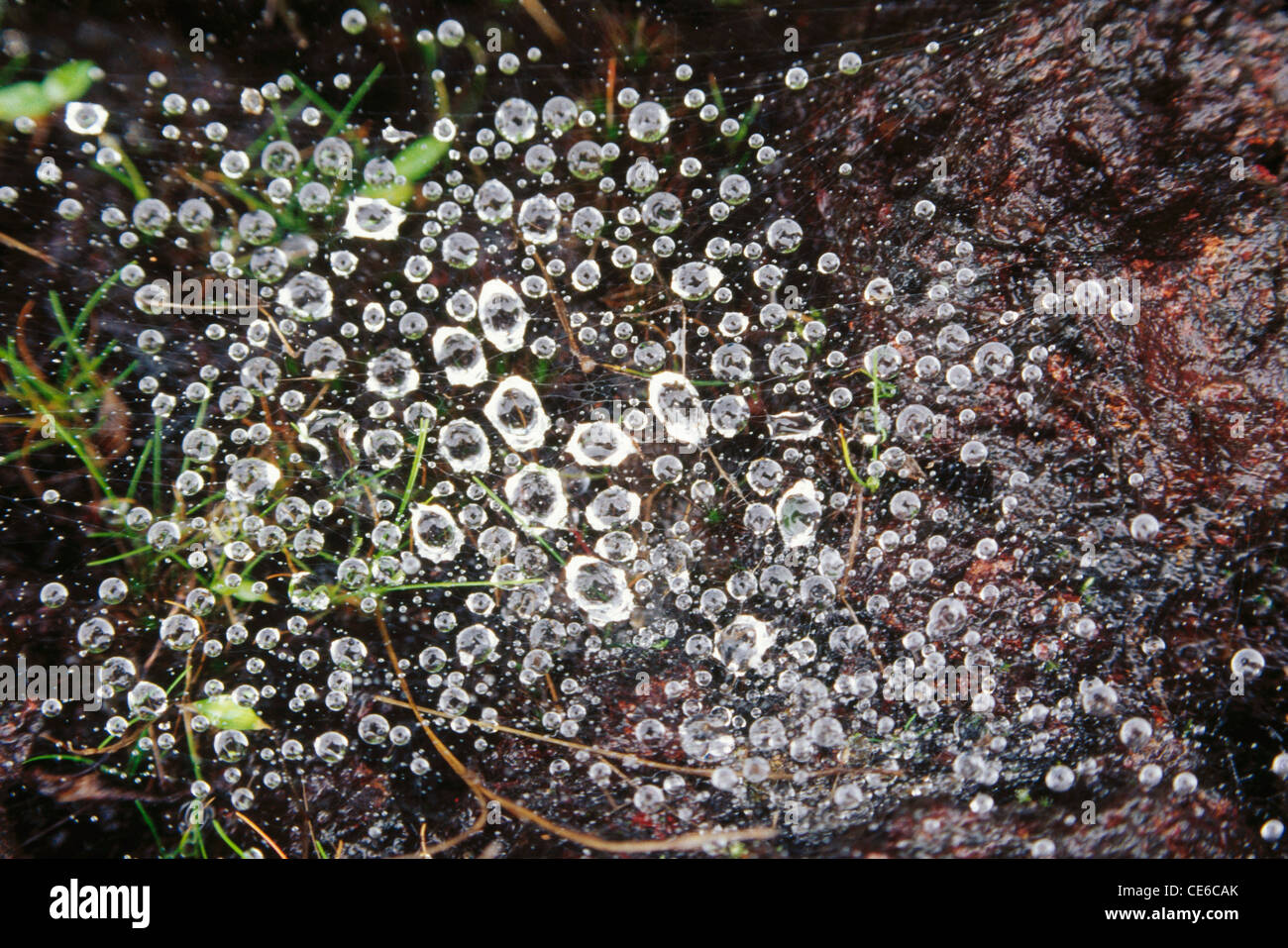 Rain drops on spiders web ; mahableshwar ; maharashtra ; india ; asia Stock Photo