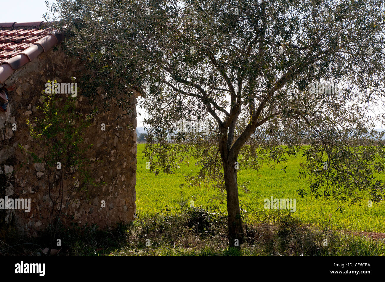 Olive tree against old stone house, showing green field in background ...