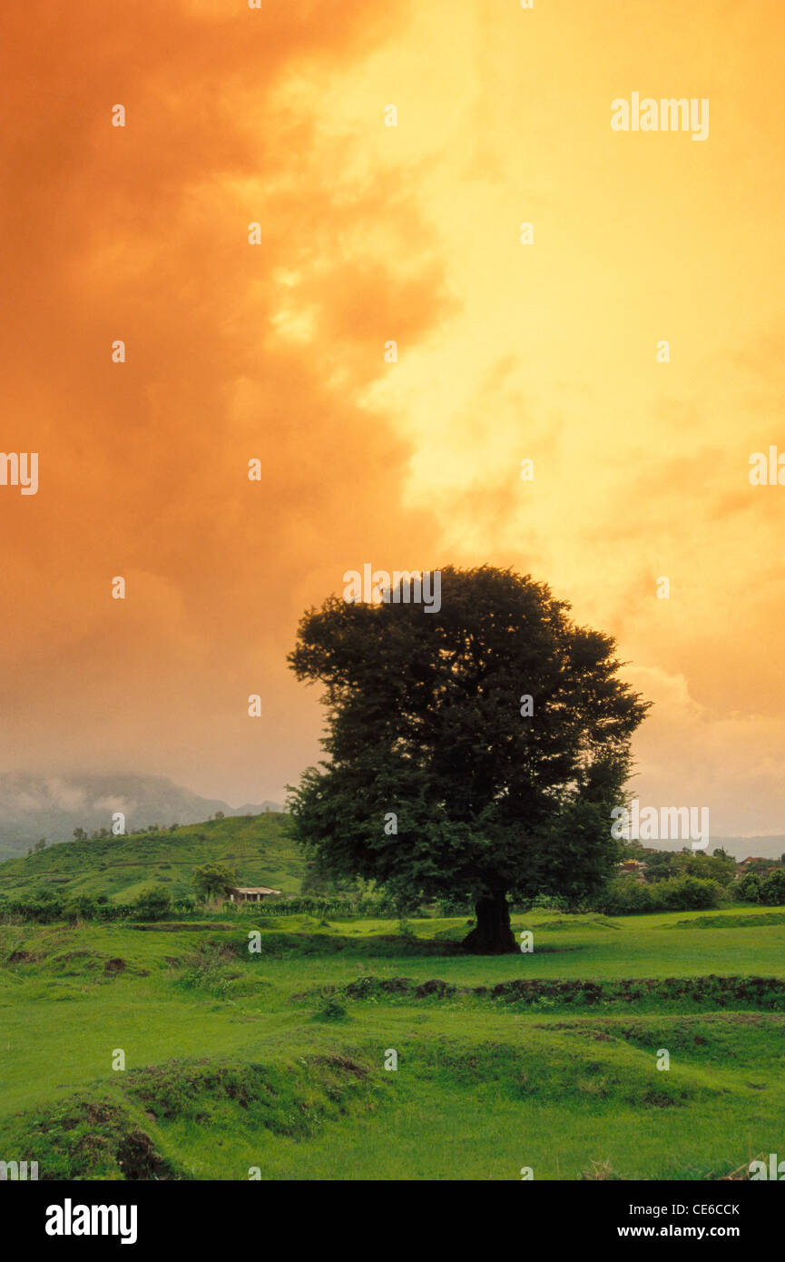 One tree in green landscape Stock Photo - Alamy