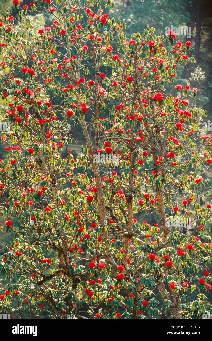 Rhododendron flower tree ; ranikhet ;  Almora district ; Kumaon ; Uttaranchal ; Uttarakhand ; india ; asia Stock Photo
