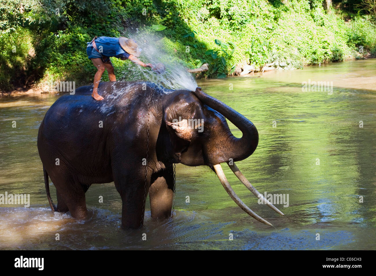 Elephant bath time in a river as it blows water on its mahout (master ...