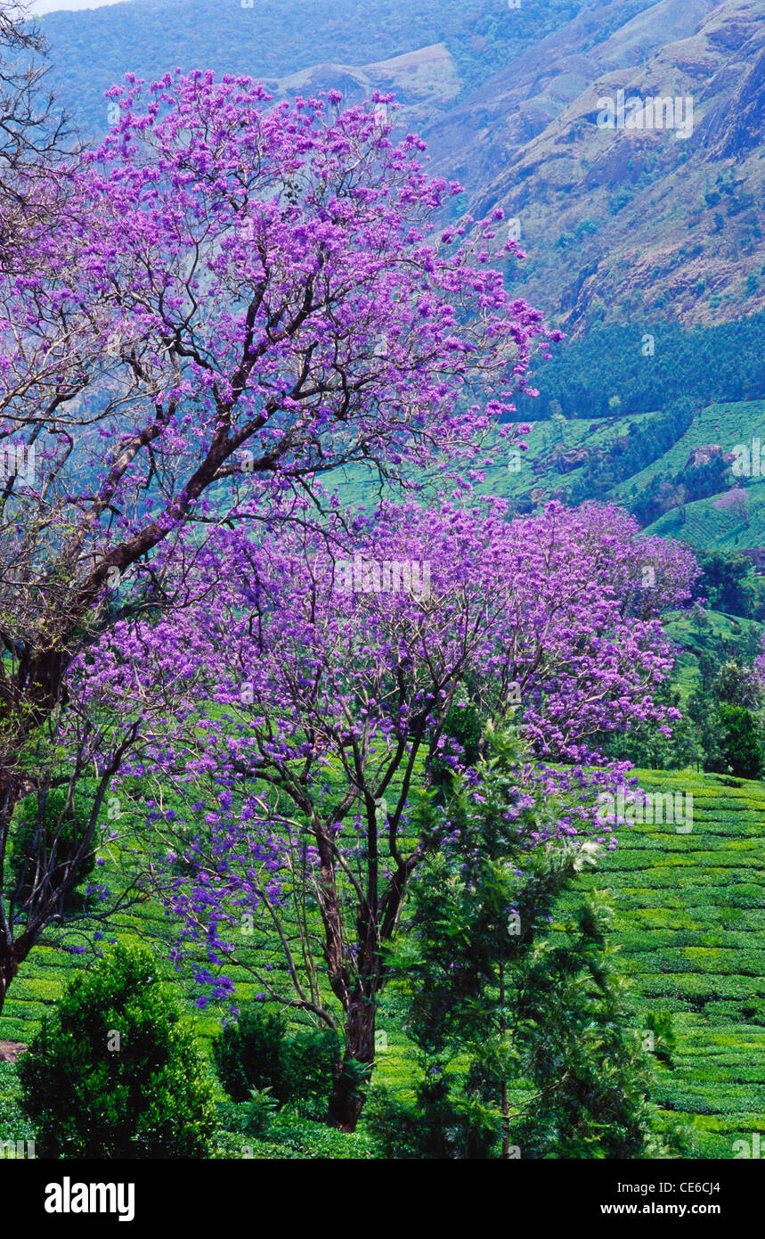 Jacaranda violet flowering tree in bloom and tea green plantation ; munnar ; kerala ; india