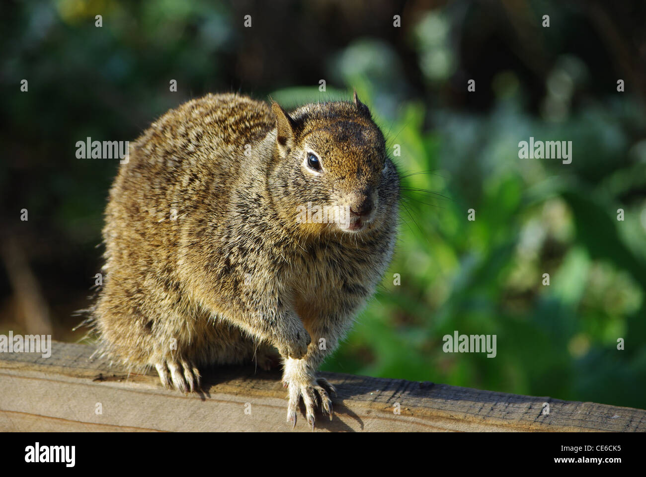 Squirrel, California Stock Photo