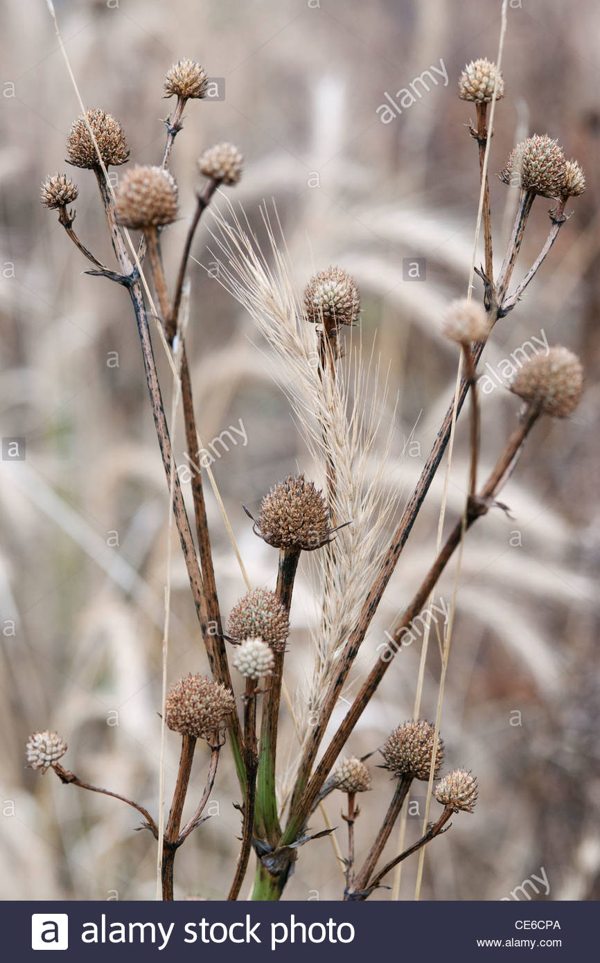 Eryngium Yuccifolium Stock Photos & Eryngium Yuccifolium Stock Images