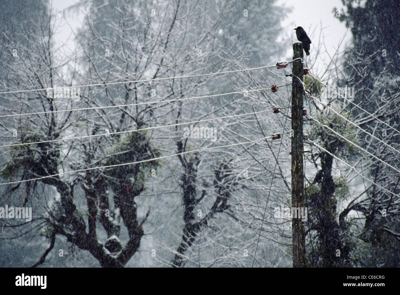 Snow covered electric power lines crow sitting on electricity pole