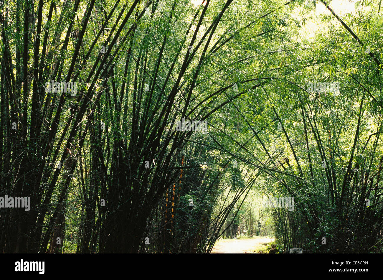 Bamboo tree plantation ; kerala ; india ; asia Stock Photo