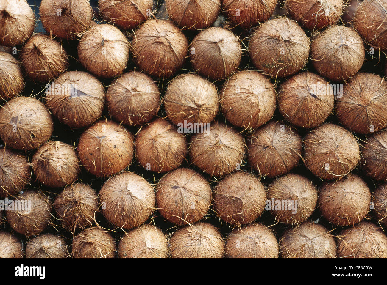 Dried coconuts displayed for sale ; kerala ; india ; asia Stock Photo Alamy