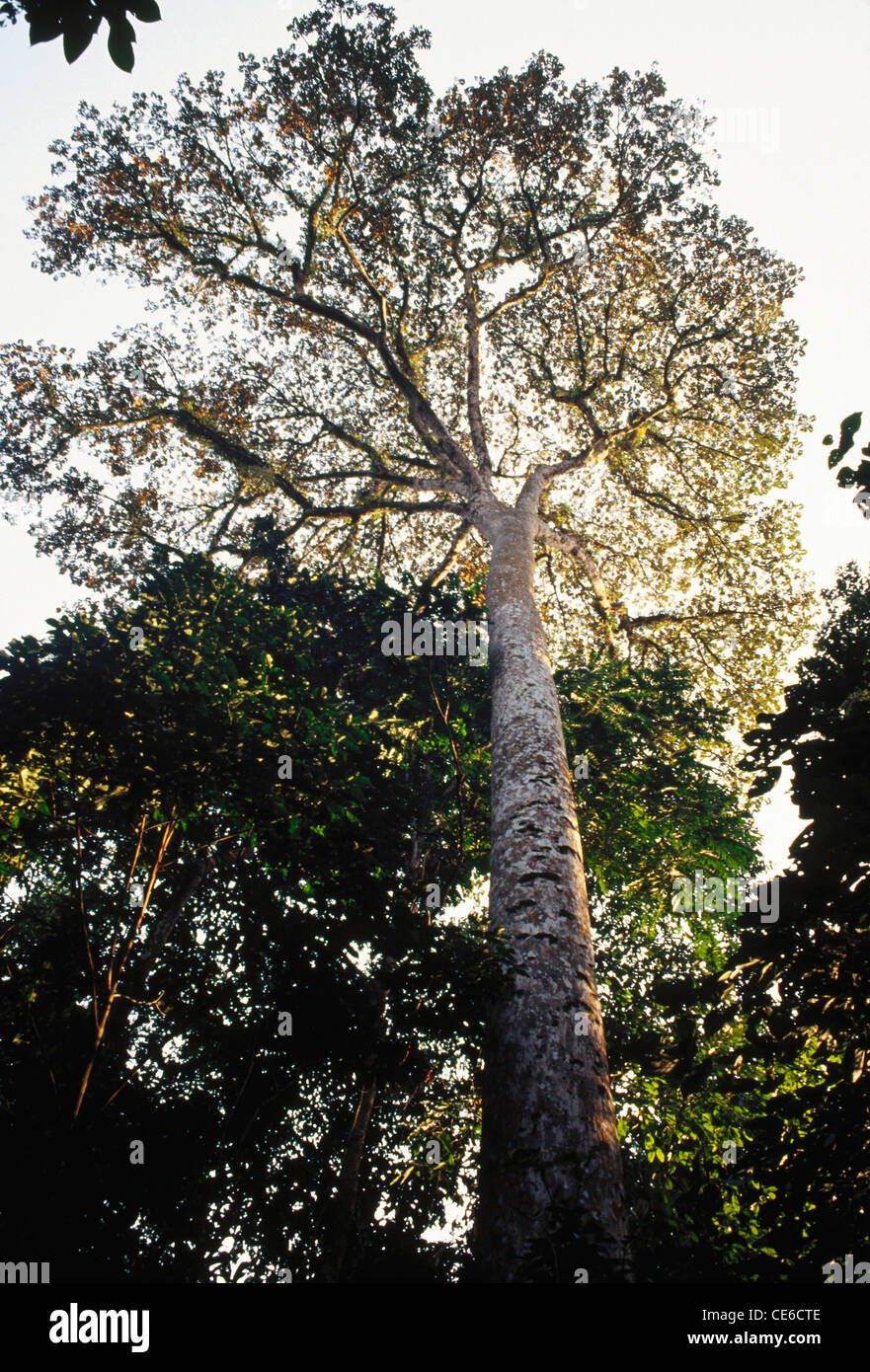Namdapha national park hi-res stock photography and images - Alamy