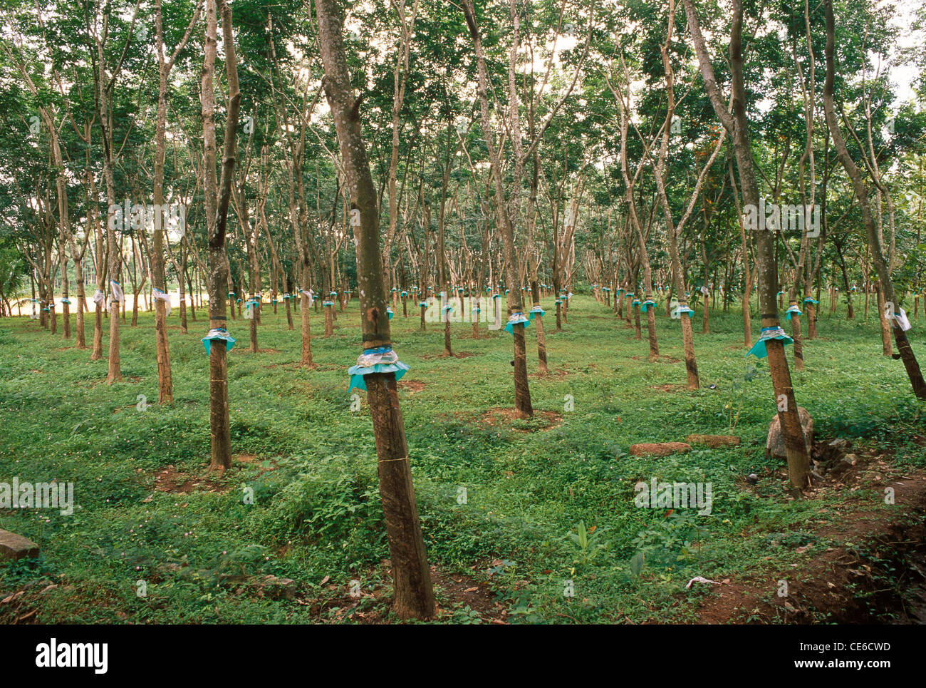 Rubber tree tapping ; kerala ; india ; asia Stock Photo