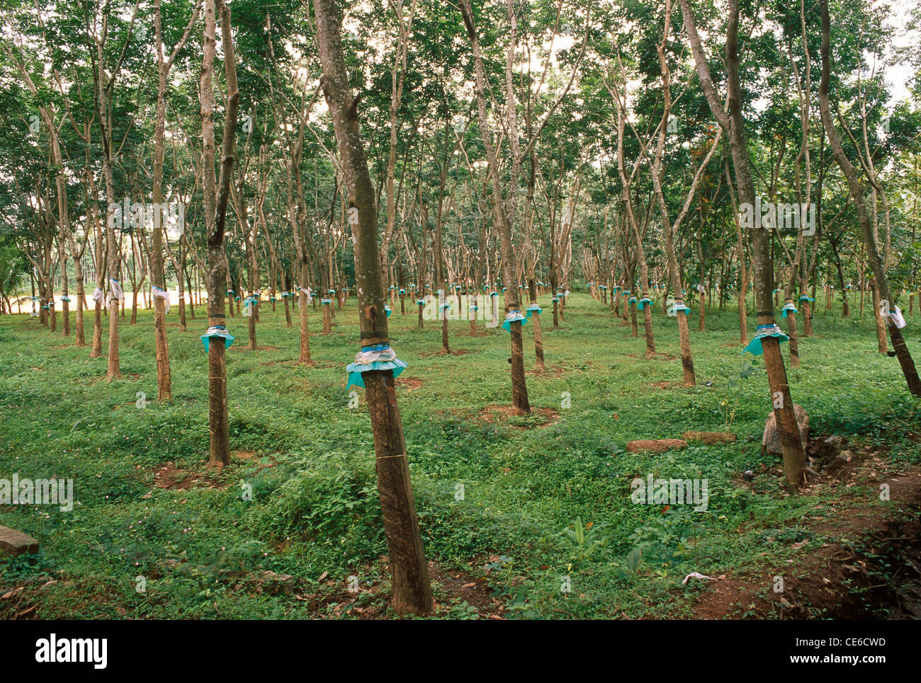Tapping rubber tree with latex collection in the cup ; kerala ; india