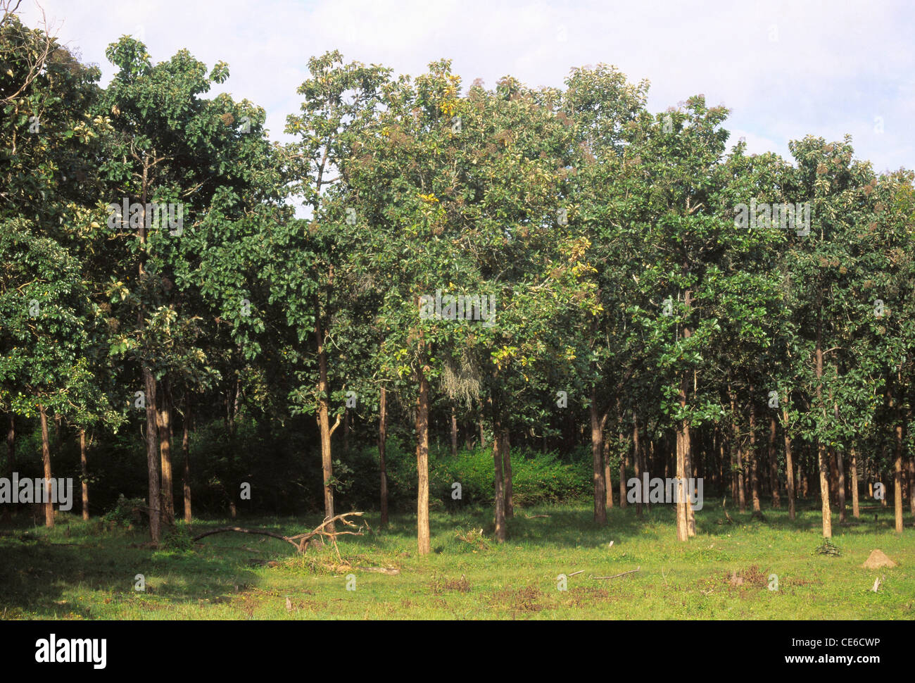 Teak trees plantation Tectona grandis ; kerala ; india Stock Photo