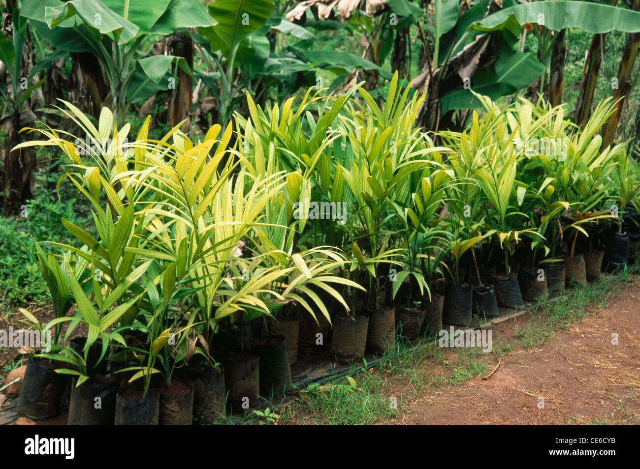 Nursery sapling of coconut palm trees ; kankavali ; maharashtra ; india