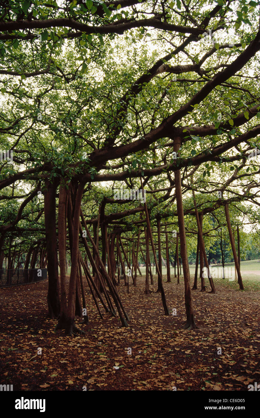 The Great Banyan Tree ; Ficus bengalensis ; Acharya Jagadish Chandra Bose Indian Botanic Garden