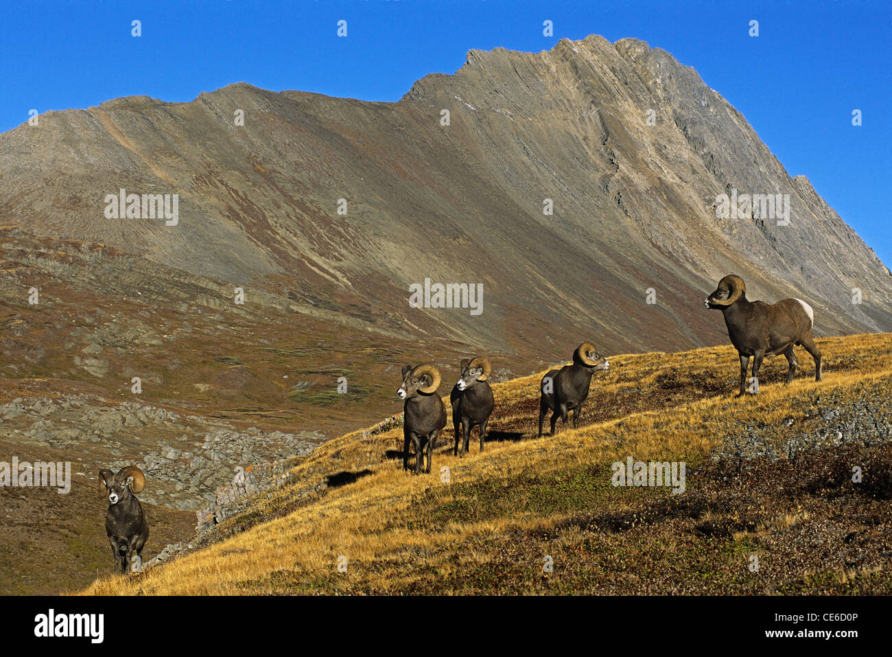 Canadian Rockies and Bighorn Rams Stock Photo - Alamy