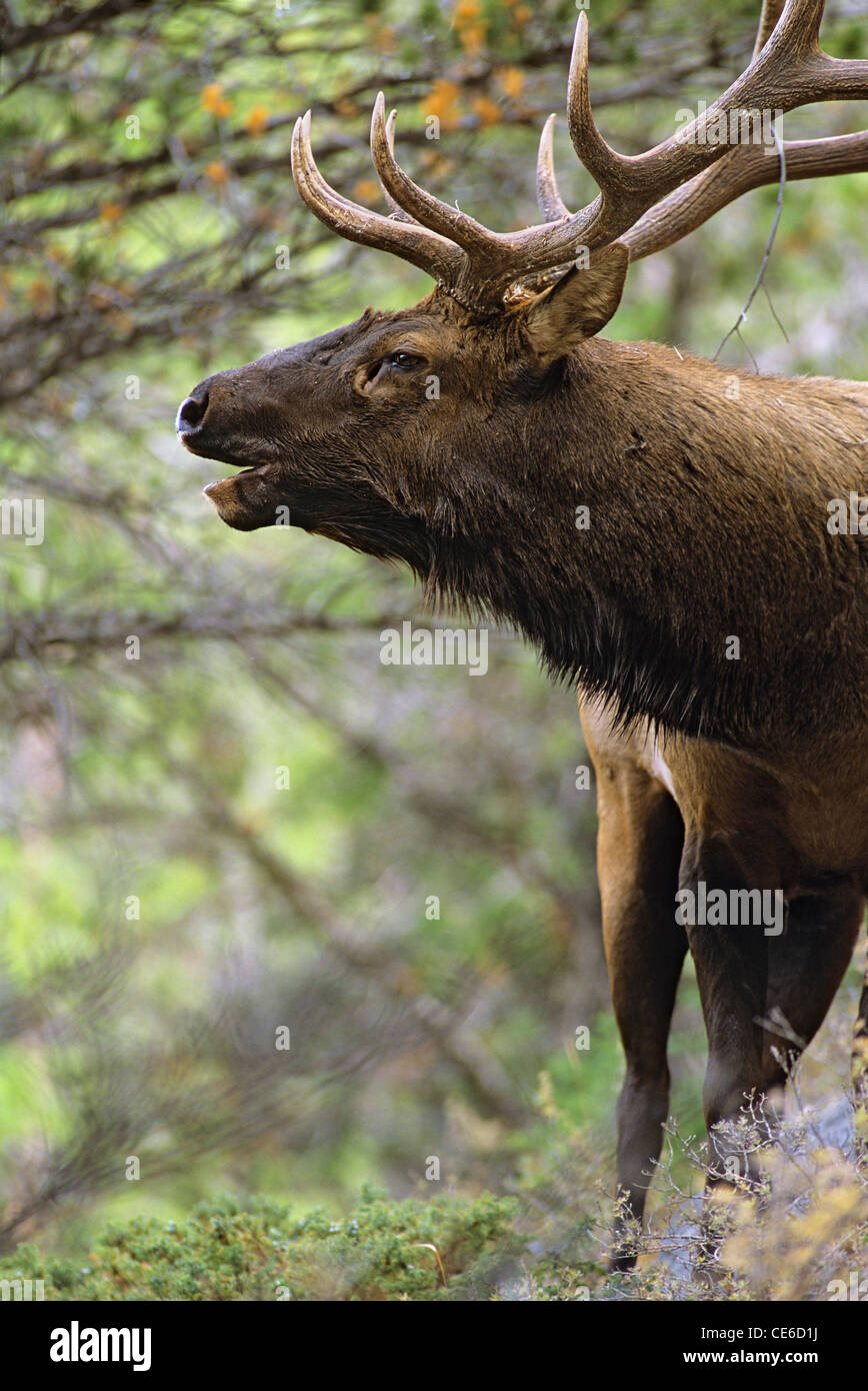 Bull Elk Bugling Close Up Stock Photo Alamy