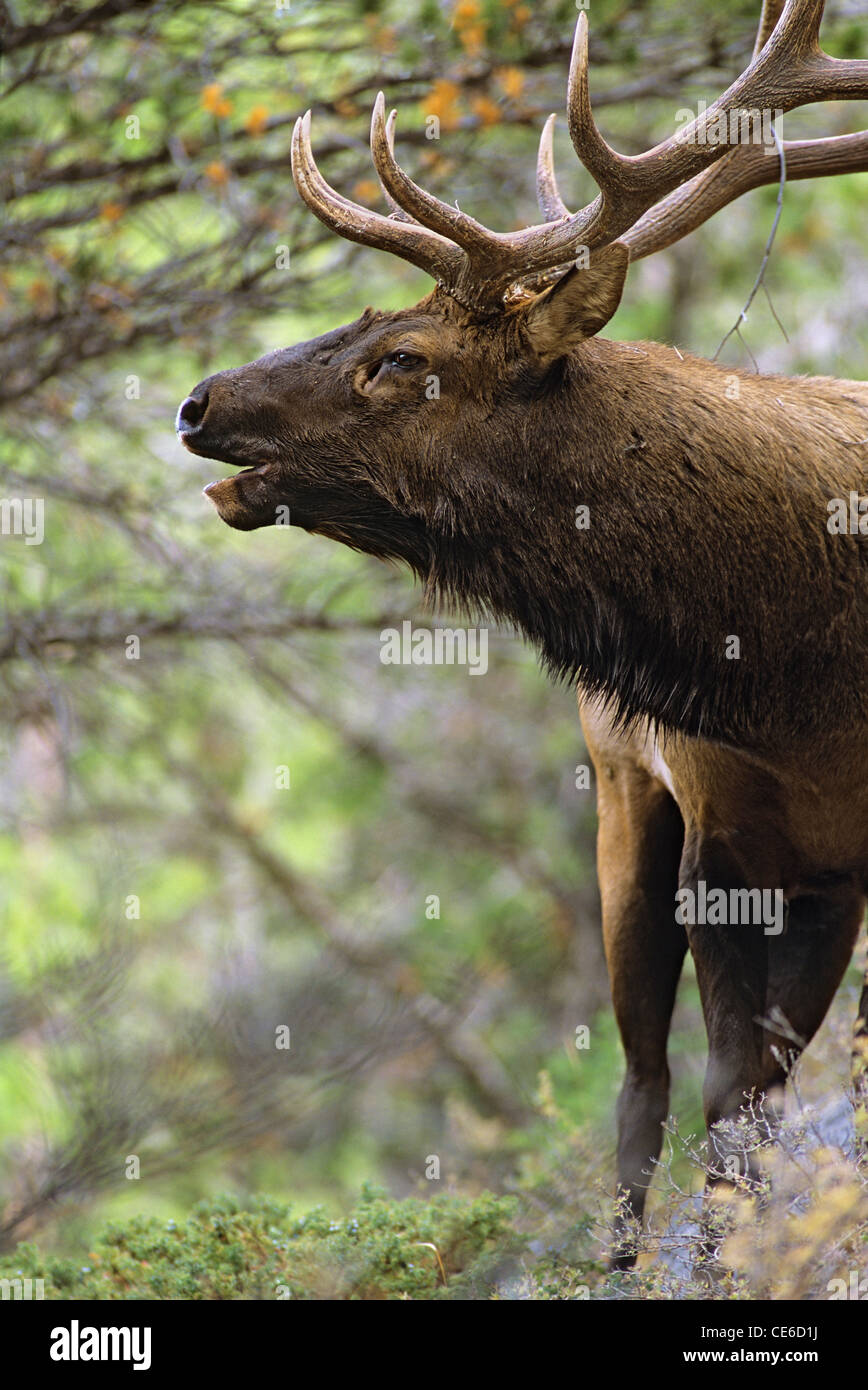 Bull Elk Bugling Close Up Stock Photo