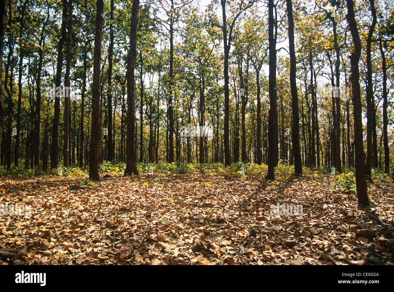 forest jungle trees Sal Shorea robusta ; Dehradun ; Uttaranchal ; india
