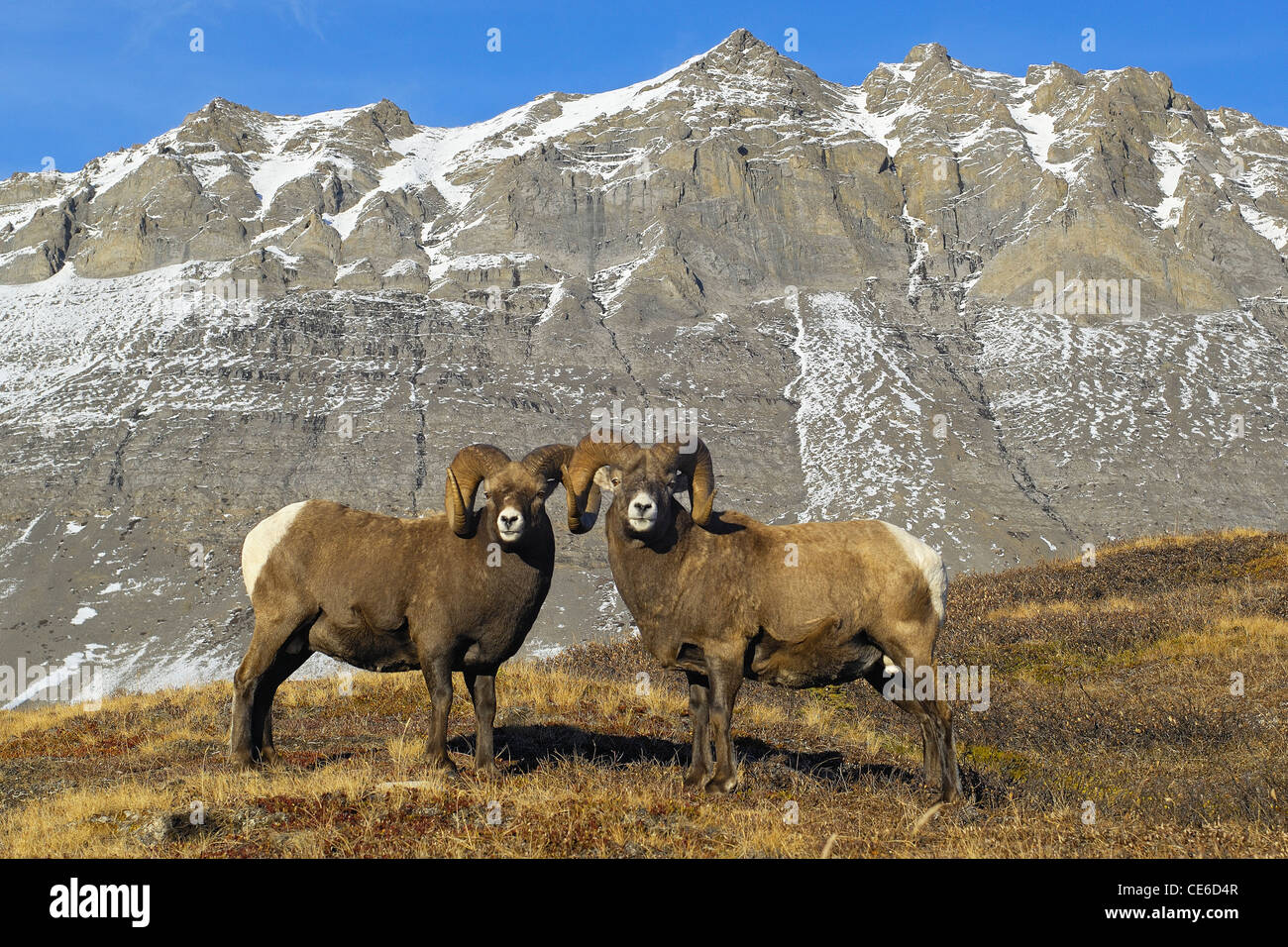Bighorn Rams Posing with Mountain Background Stock Photo