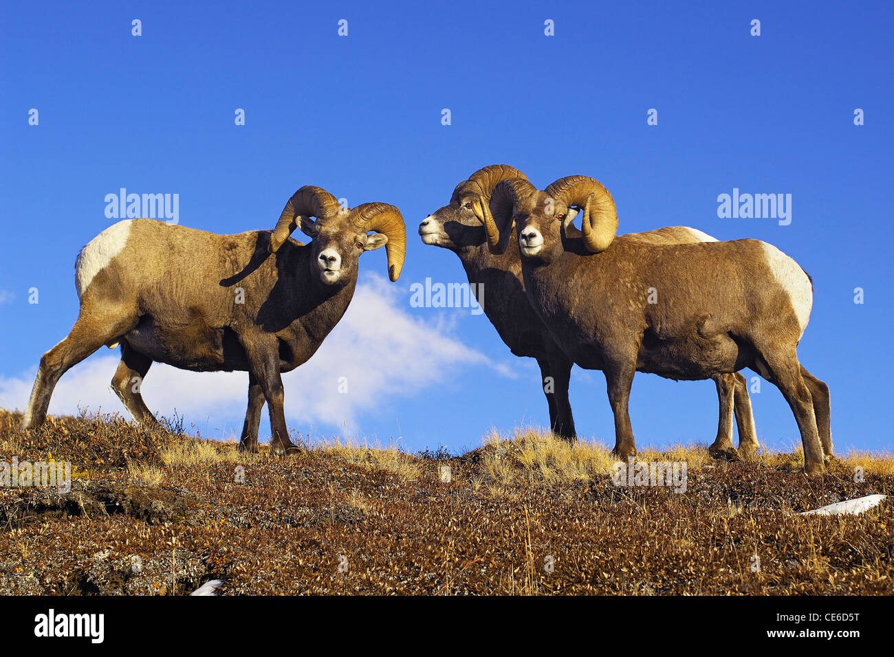 Bighorn Rams on a Mountain Ridge Backdropped by Brilliant Blue Sky Stock Photo