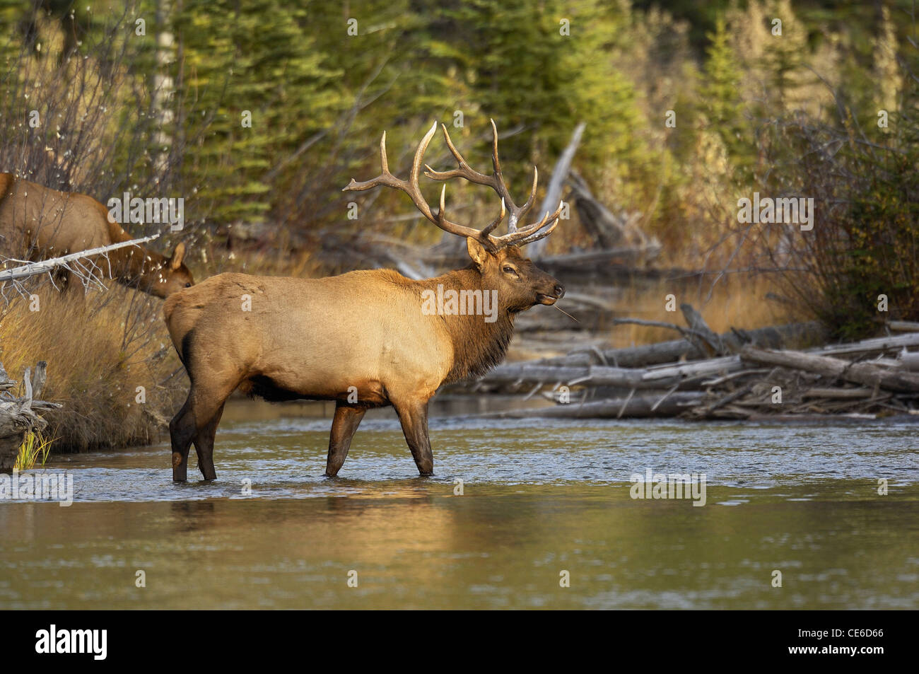 Bull Elk in Rocky Mountain Stream Stock Photo