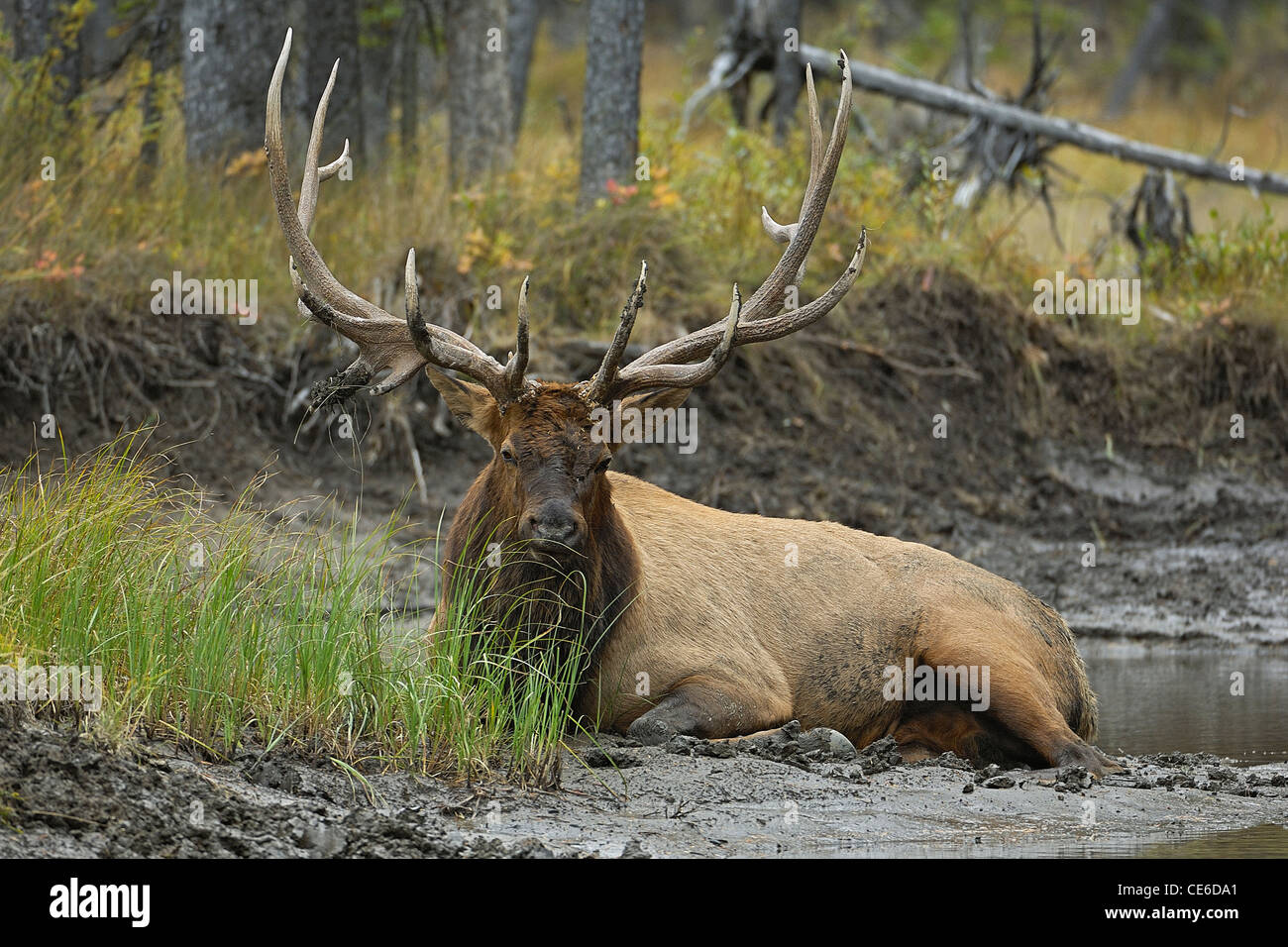 Bull Elk Relaxing on a Cool River Bank Stock Photo