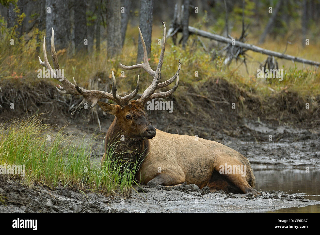 Bull Elk Resting on a Mud Bank Stock Photo