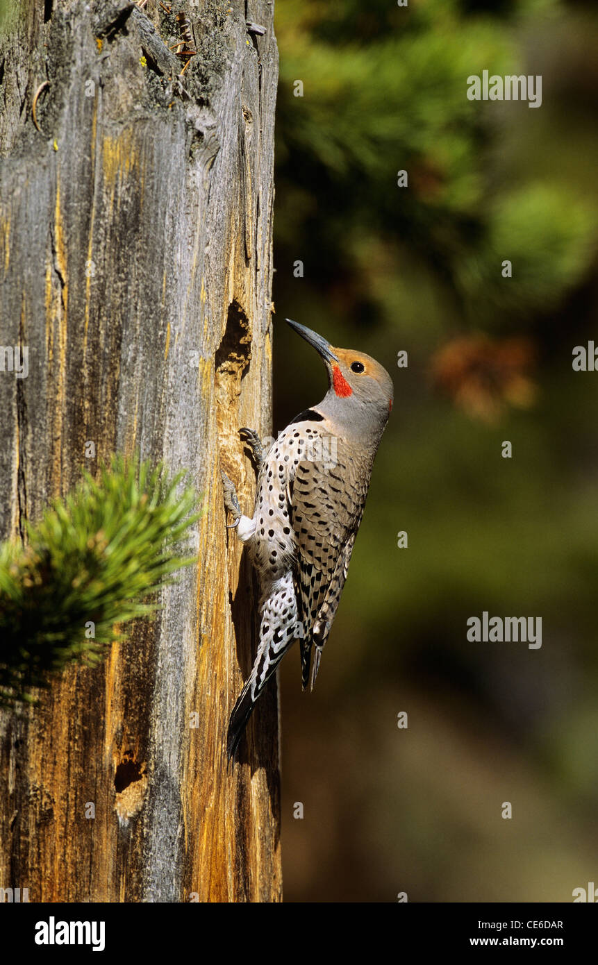 Male Red-shafted Flicker at Nesting Cavity Stock Photo