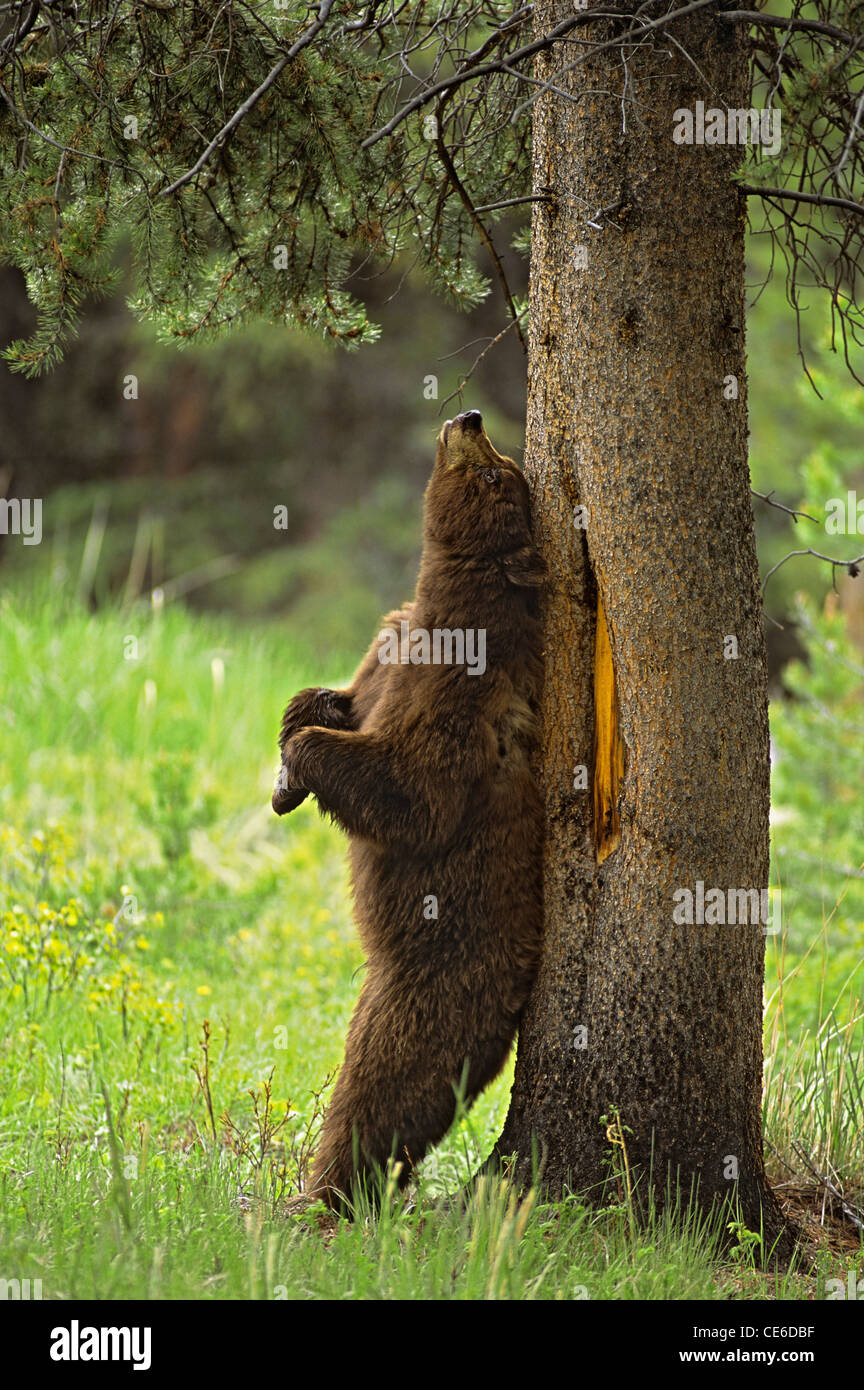 Bear Scratching Tree Stock Photos & Bear Scratching Tree Stock Images